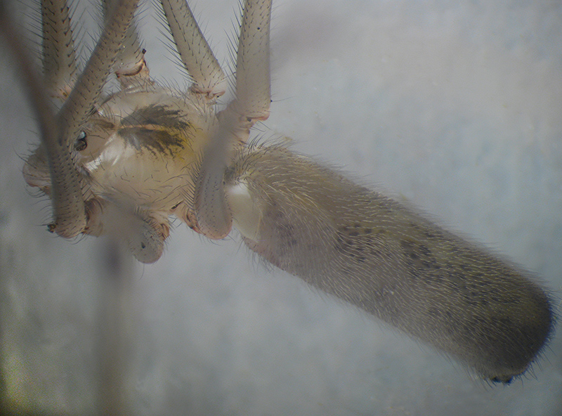 Pholcus phalangioides ?